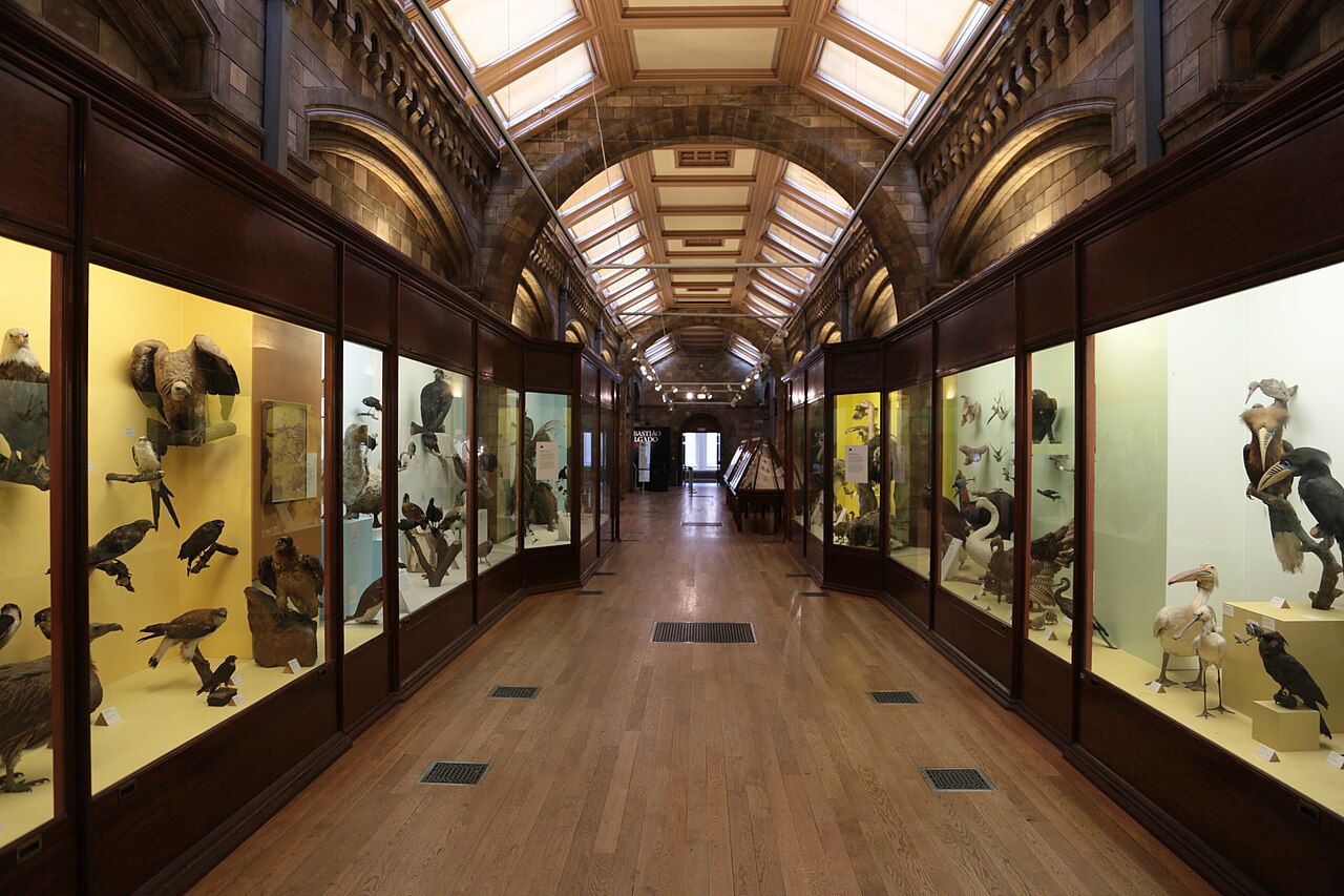 лондон музей естественной истории